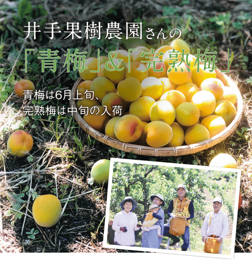 井手果樹農園青梅&完熟梅