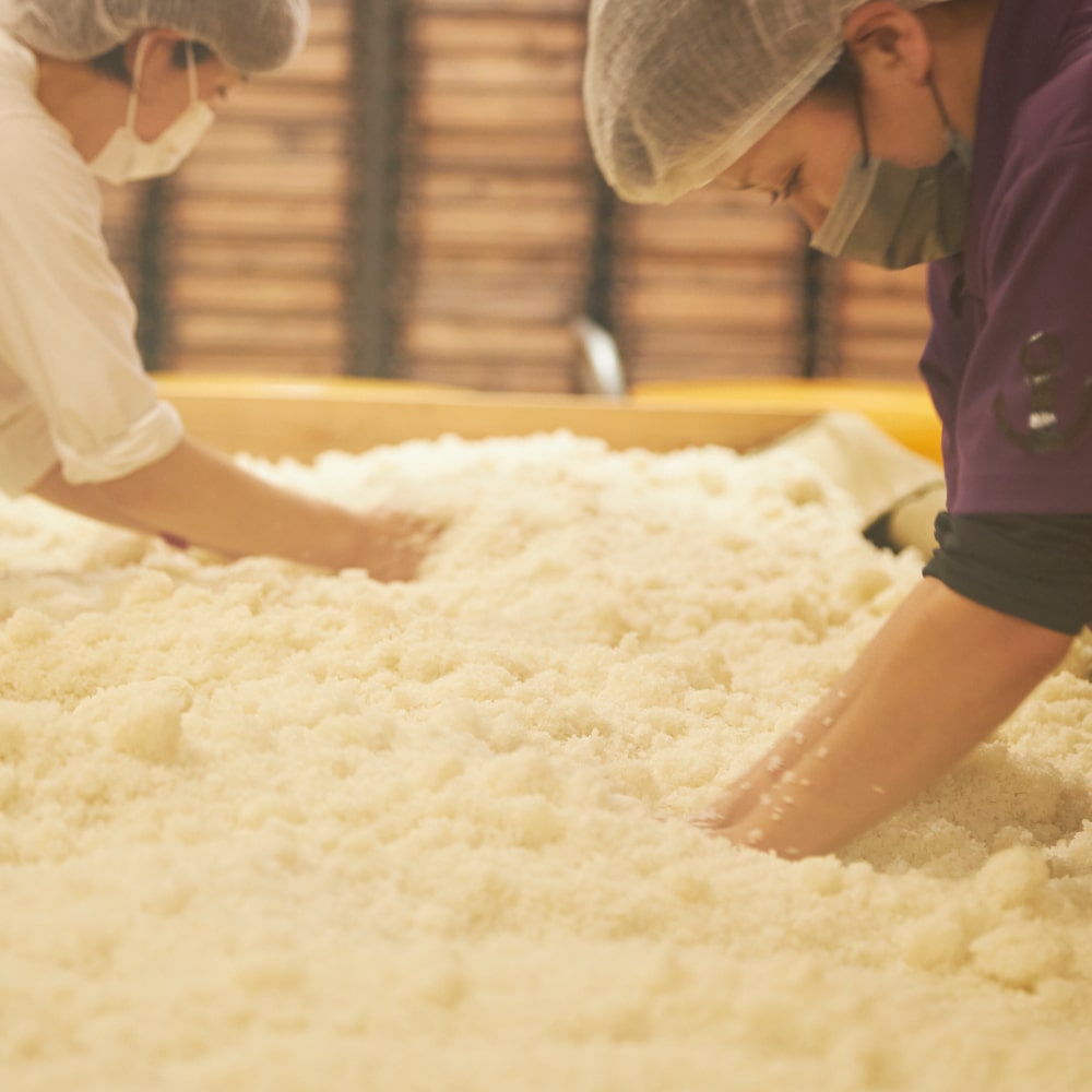 麹菌が均一に付きやすくするよう、蒸した米をほぐしていきます