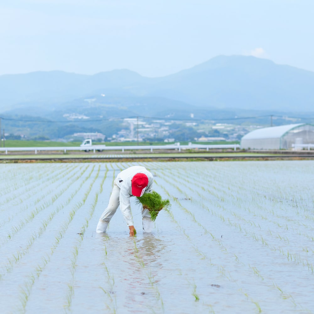 手で植えます