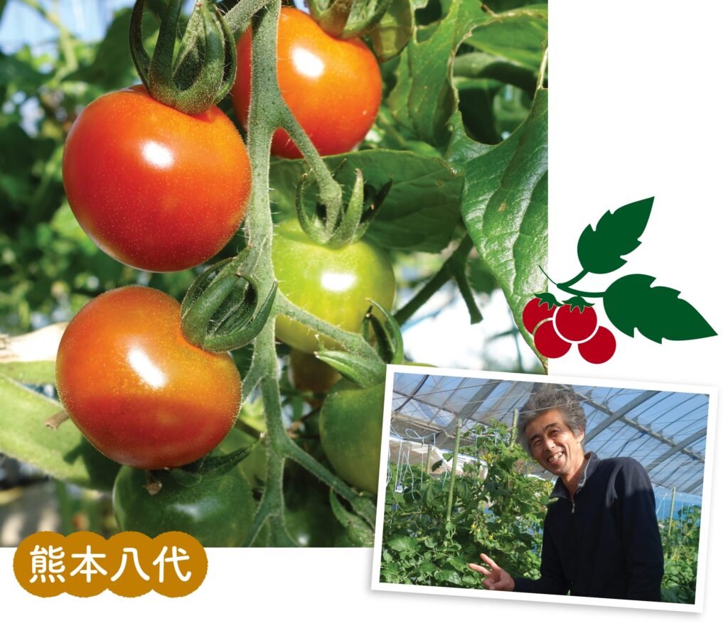 熊本八代
松永さんちのミニトマト