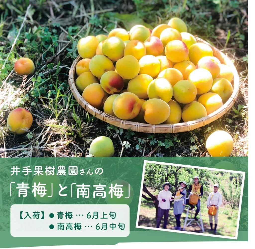 井出果樹農園
「青梅」と「南高梅」
入荷
・青梅…6月上旬
・南高梅…6月中旬